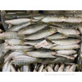 Chinesische gefrorene Sardinenfische Ganze Runde für Futtermittel